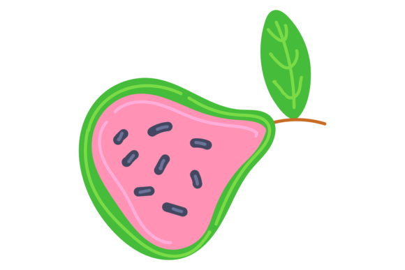 Guava Color Icon: Your Exotic Fruit Design Asset