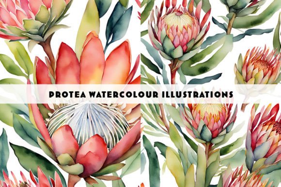 South African Proteas Watercolour Duo